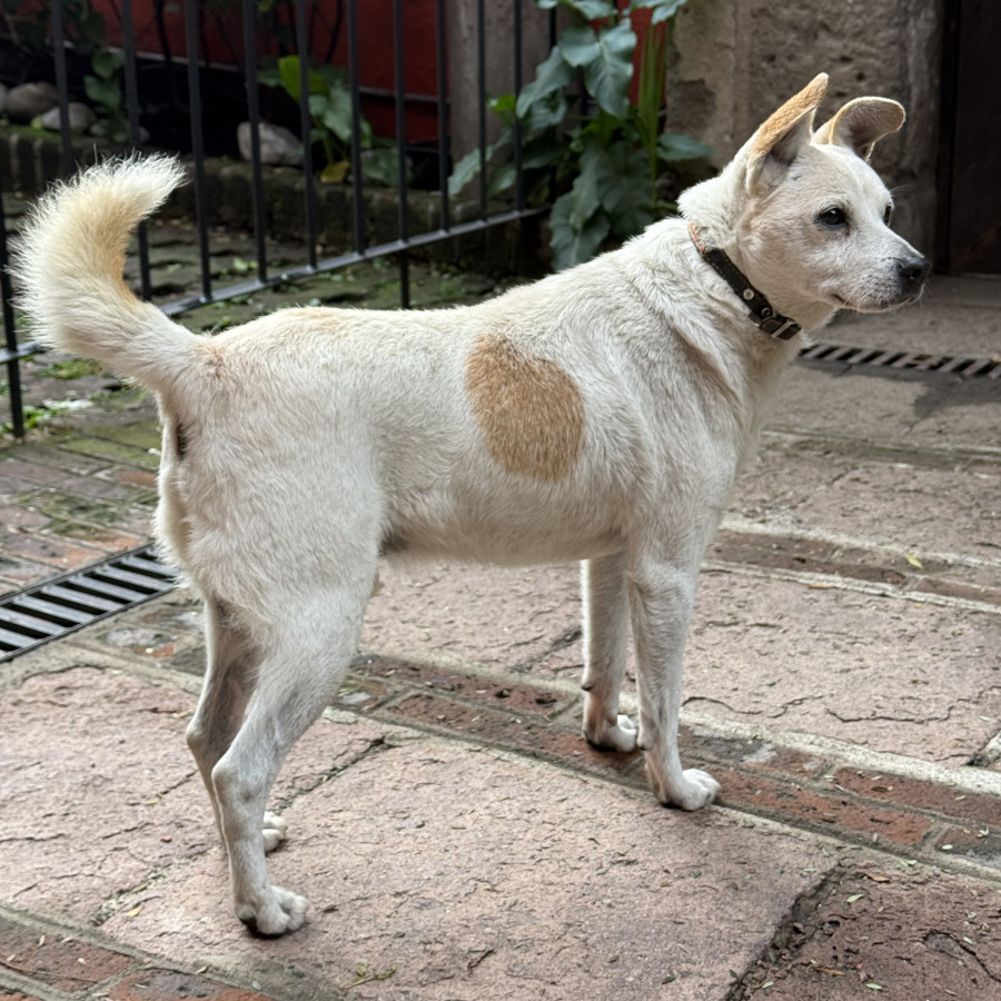  | Raza Criollo | Encontrado