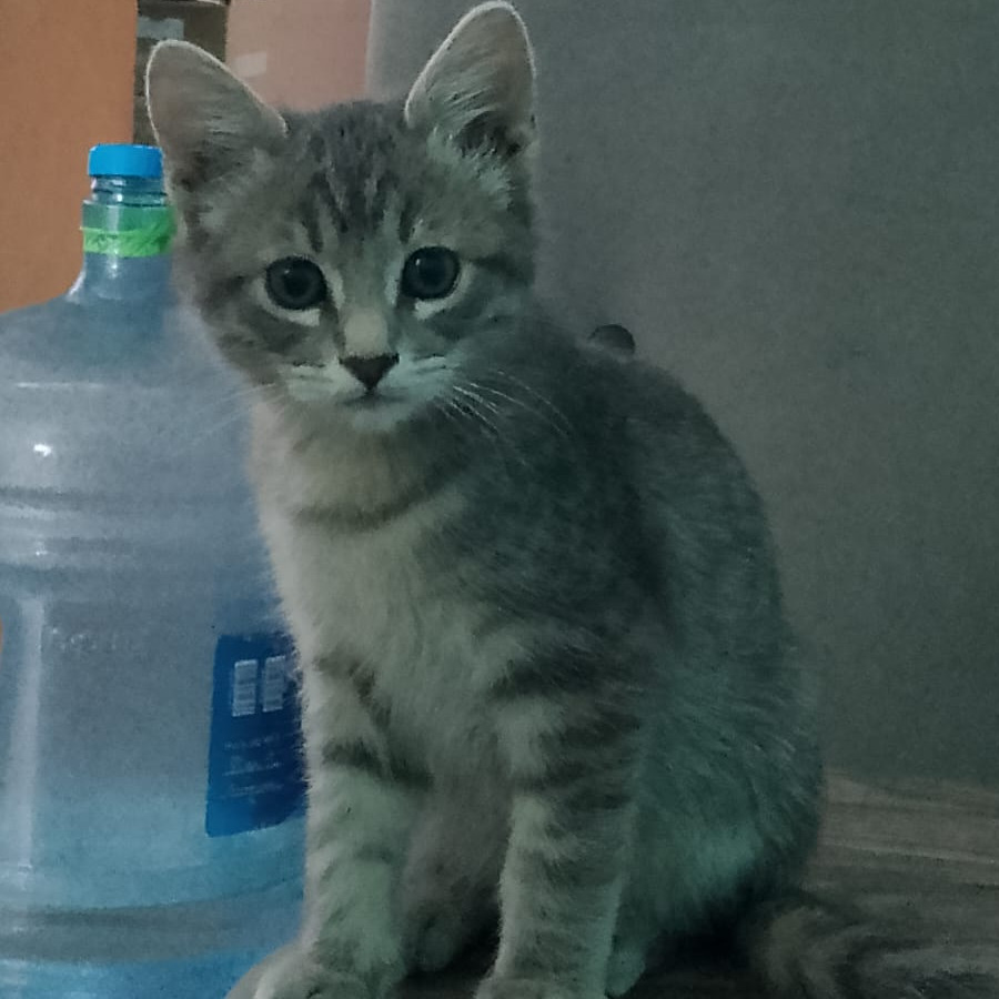 BENITO | Raza Doméstico Américano de Pelo Corto | Final Feliz