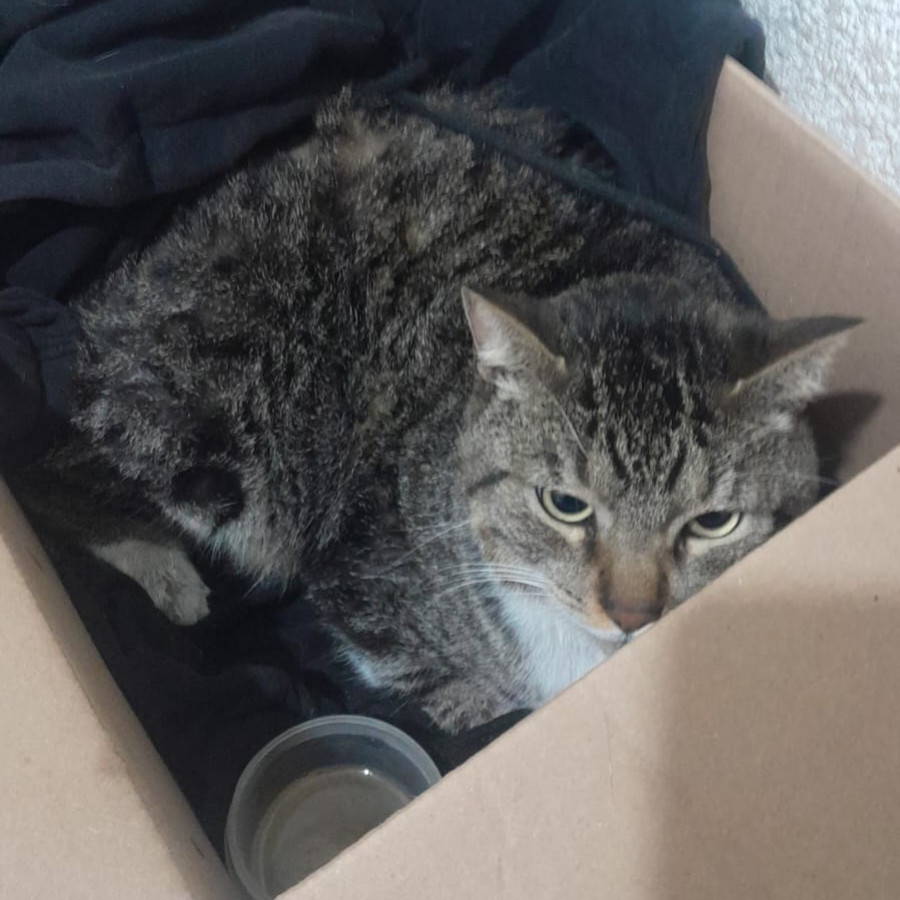  | Raza Doméstico Américano de Pelo Corto | Encontrada