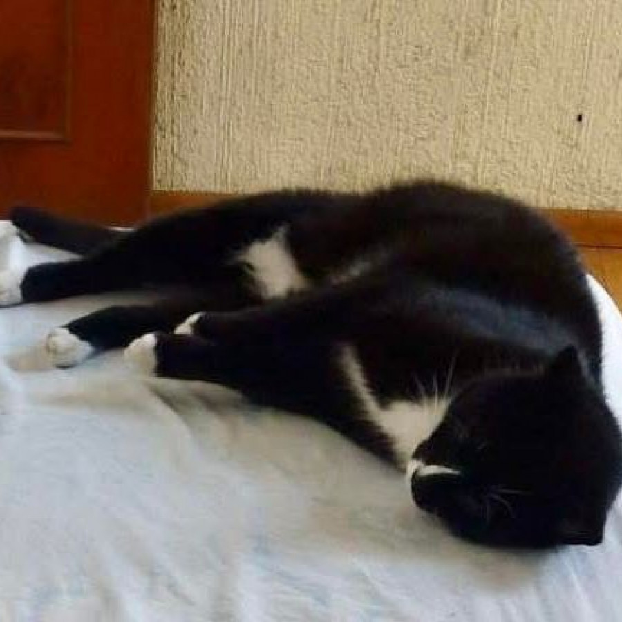 NEGRA | Raza Doméstico Américano de Pelo Corto | Final Feliz