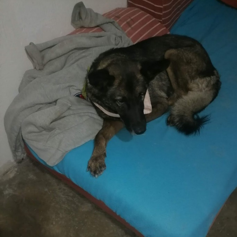 BAGUIRA (PERRITA CIEGA) | Raza Pastor Belga Maliniois | Perdida