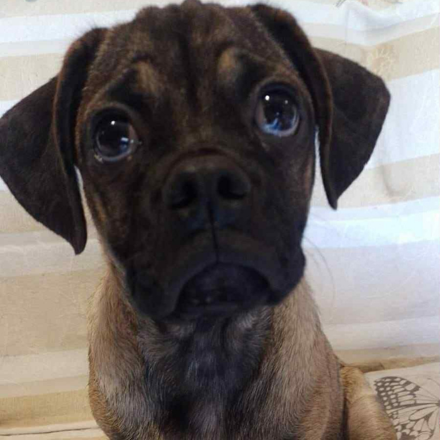 MEGAN O CHATA | Raza Pug o Carlin | Final Feliz