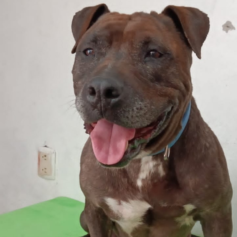  | Raza American Pitbull Terrier | Encontrada