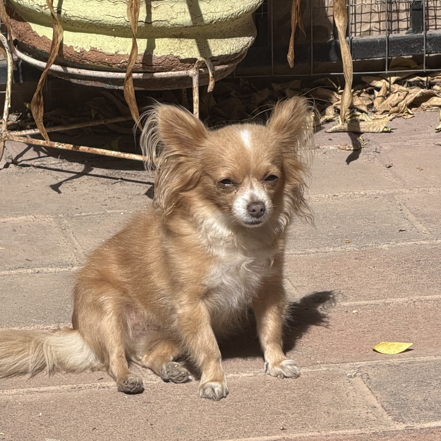 MINNI | Raza Chihuahua de pelo largo | Perdida