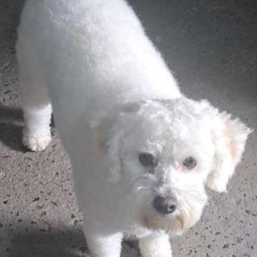 ADHARA | Raza Mestiza, cruza de French Poodle | Perdida