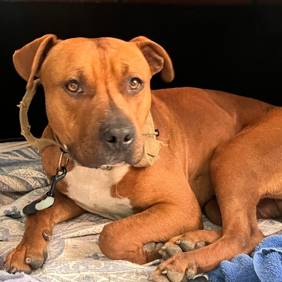 | Raza Mestizo, cruza de American Pitbull Terrier | Encontrado