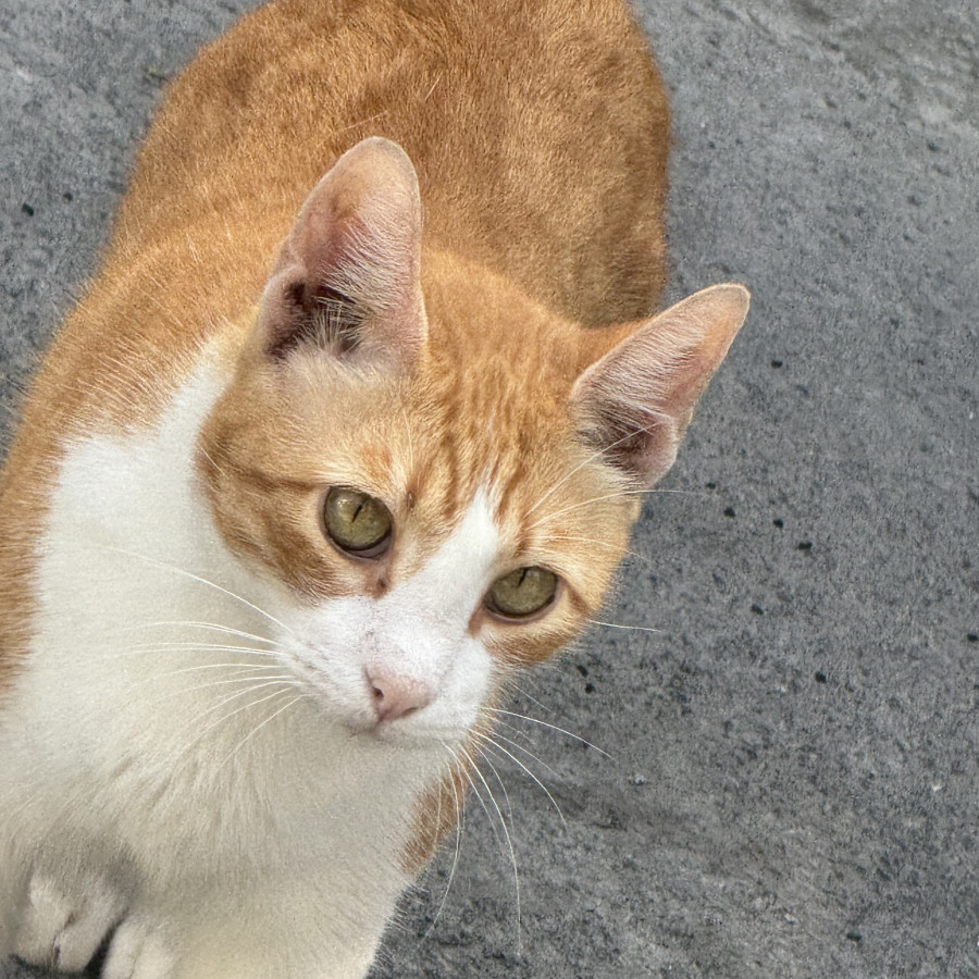 LOKI | Raza Doméstico Américano de Pelo Corto | Perdido