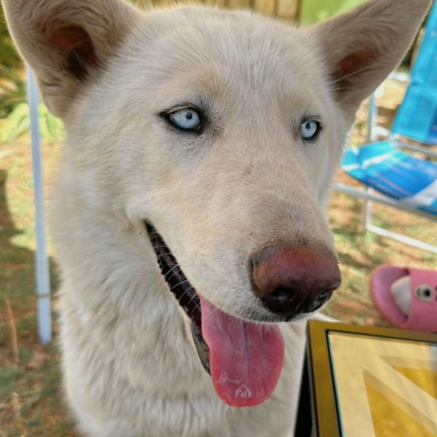 LUNA | Raza Husky Siberiano | Final Feliz