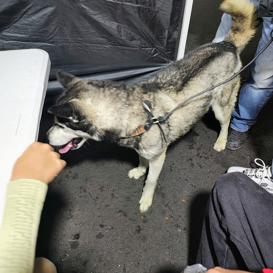  | Raza Husky Siberiano | Encontrado