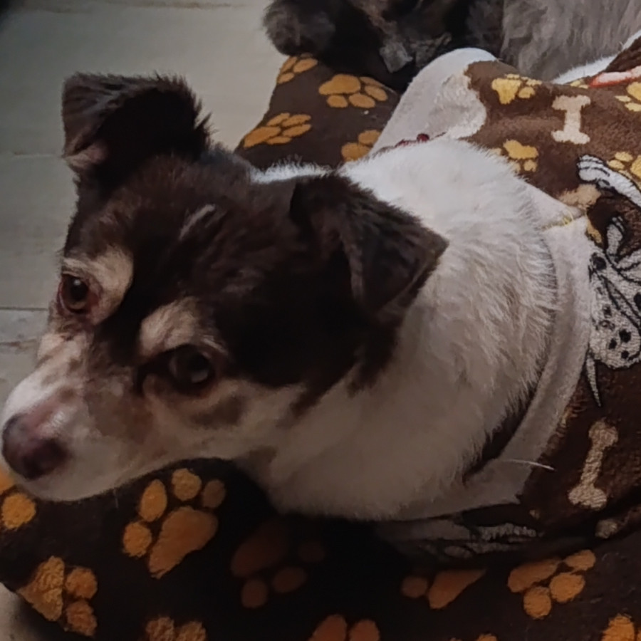 BERNIS | Raza Chihuahua de pelo largo | Final Feliz