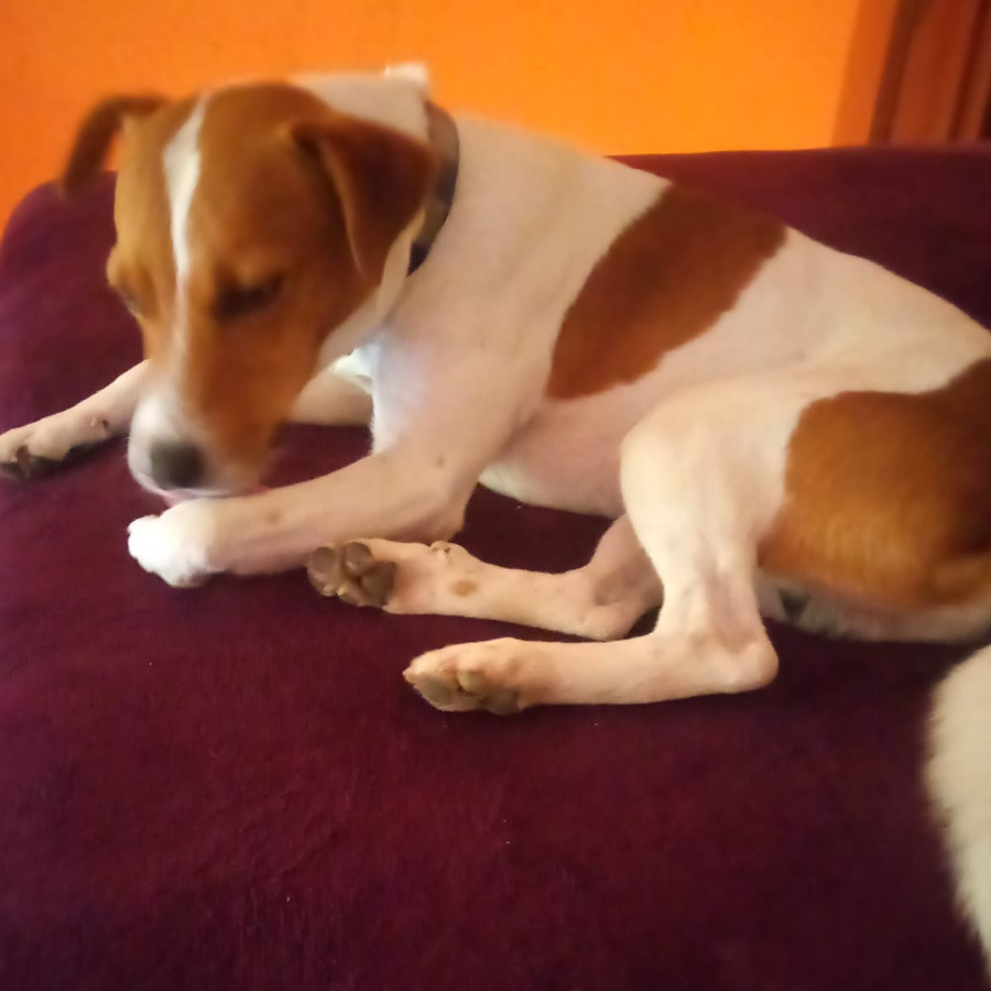  | Raza Mestizo, cruza de Jack Russell Terrier | Final Feliz