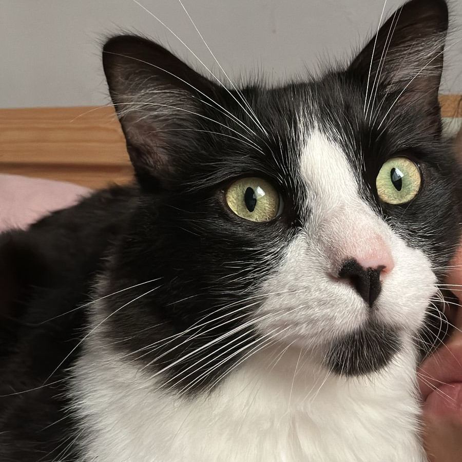 KATE MOSS | Raza Doméstico Americano De Pelo Semilargo | Perdido