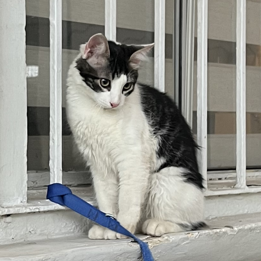 KIRA | Raza Doméstico Americano de pelo semilargo | Perdido