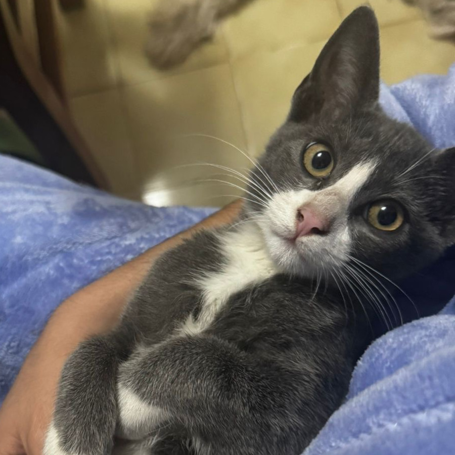 CASPER | Raza Doméstico Américano de Pelo Corto | Perdido