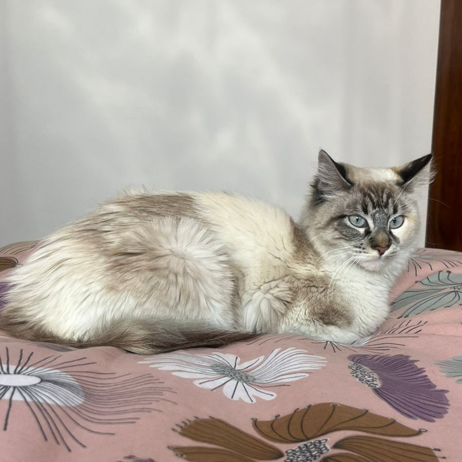  | Raza Balinés Punto Tabby | Encontrada