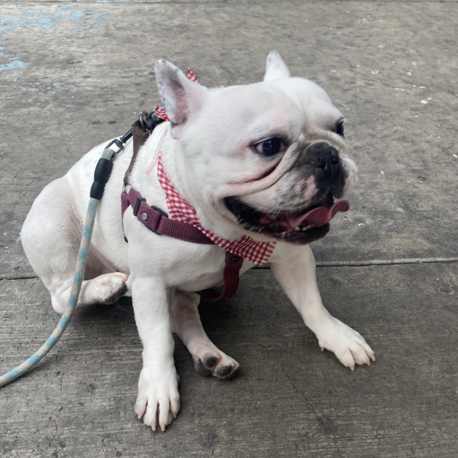 KOBY | Raza Bulldog Francés  | Final Feliz