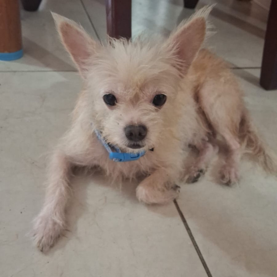  | Raza Mestiza, cruza de Chihuahua con Yorkie | Encontrada