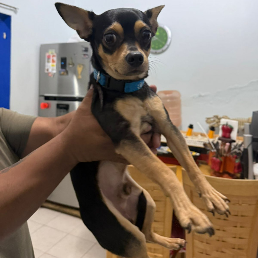  | Raza Chihuahua | Final Feliz