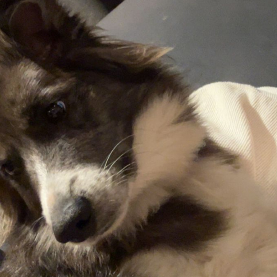 AHSOKA | Raza Border Collie  | Perdida