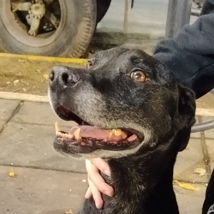  | Raza Mestiza | Encontrada