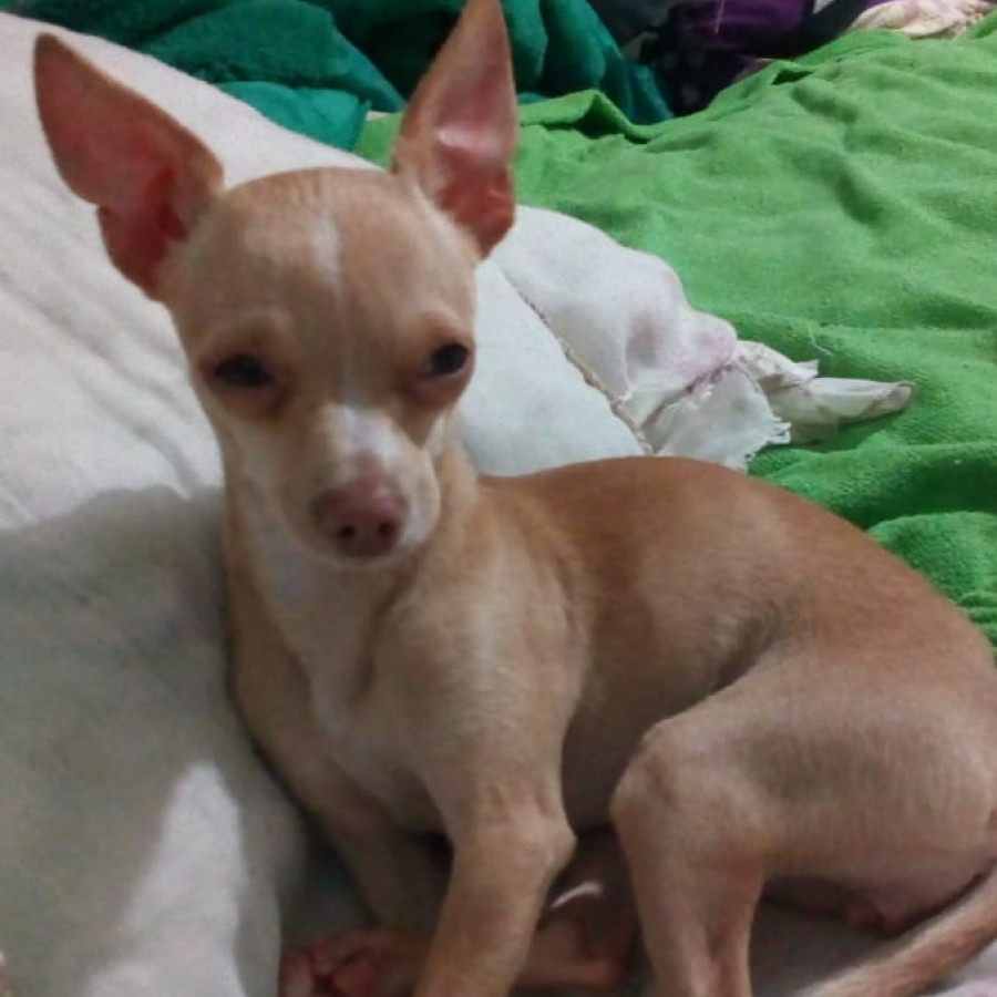 PEQUE | Raza Chihuahua | Perdida