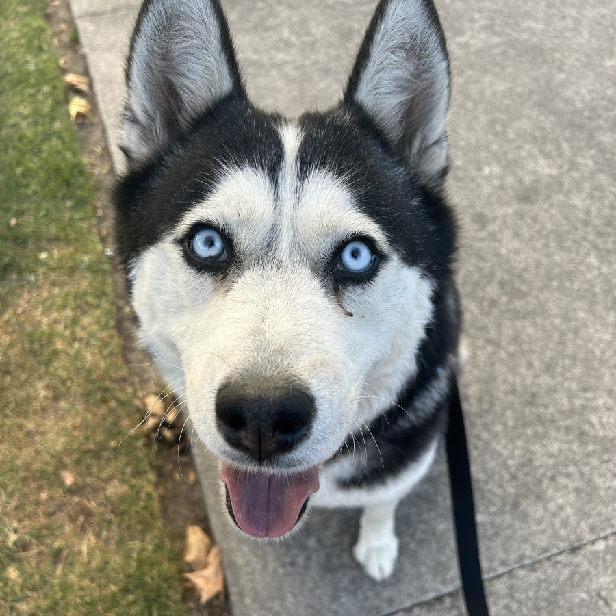  | Raza Husky Siberiano | Encontrada