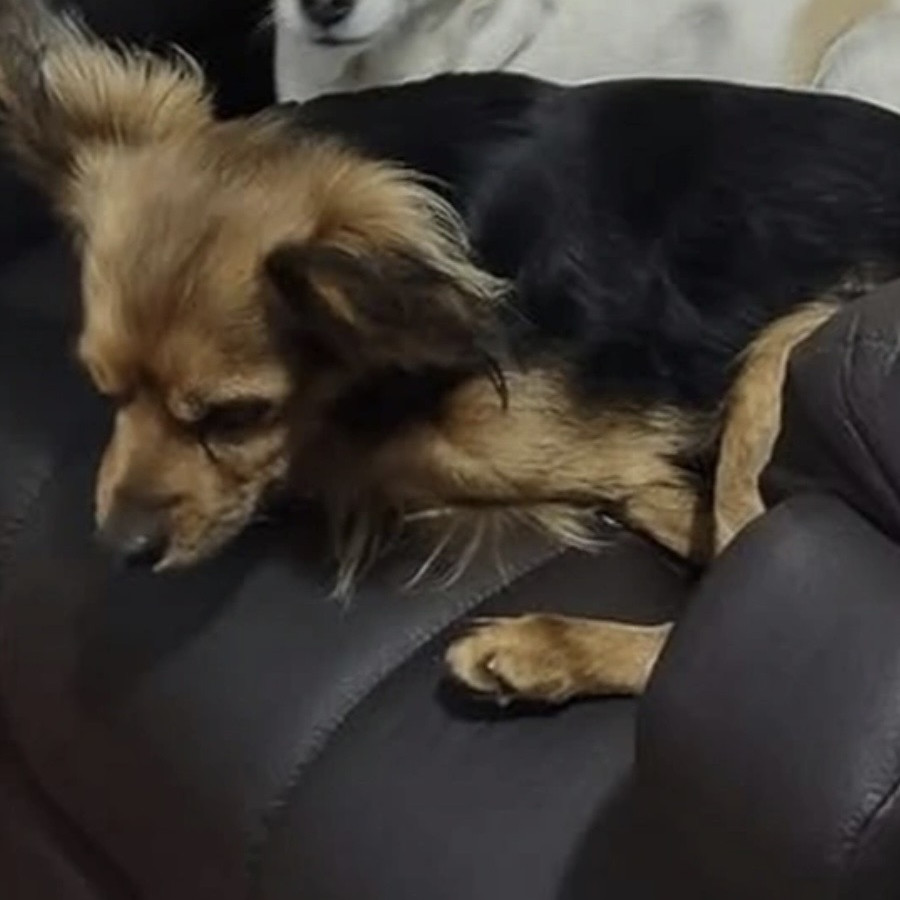 ARLO | Raza Mestizo, cruza de Chihuahua | Perdido