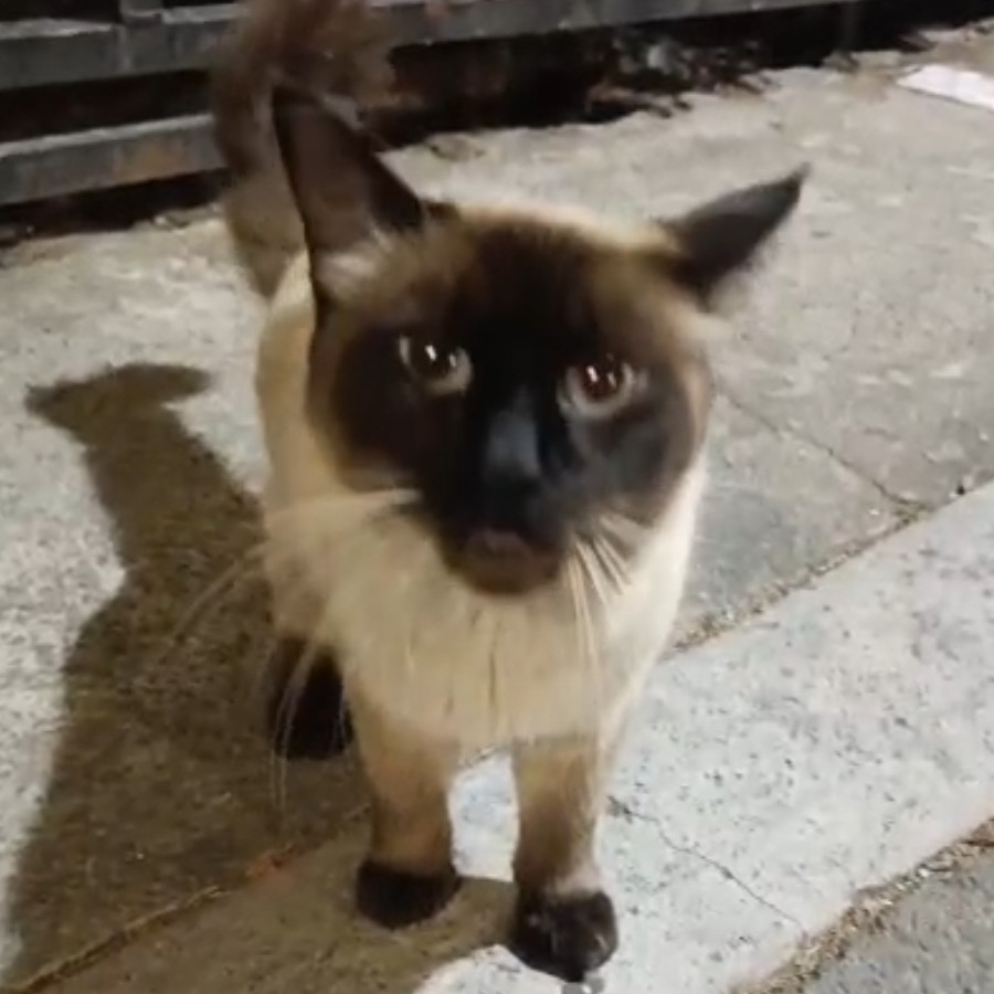  | Raza Siamés Punto Foca | Encontrado