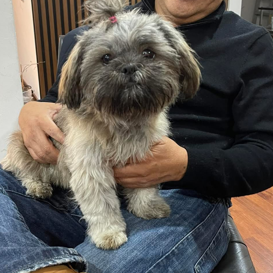 BIMBA | Raza Shih Tzu  | Perdida