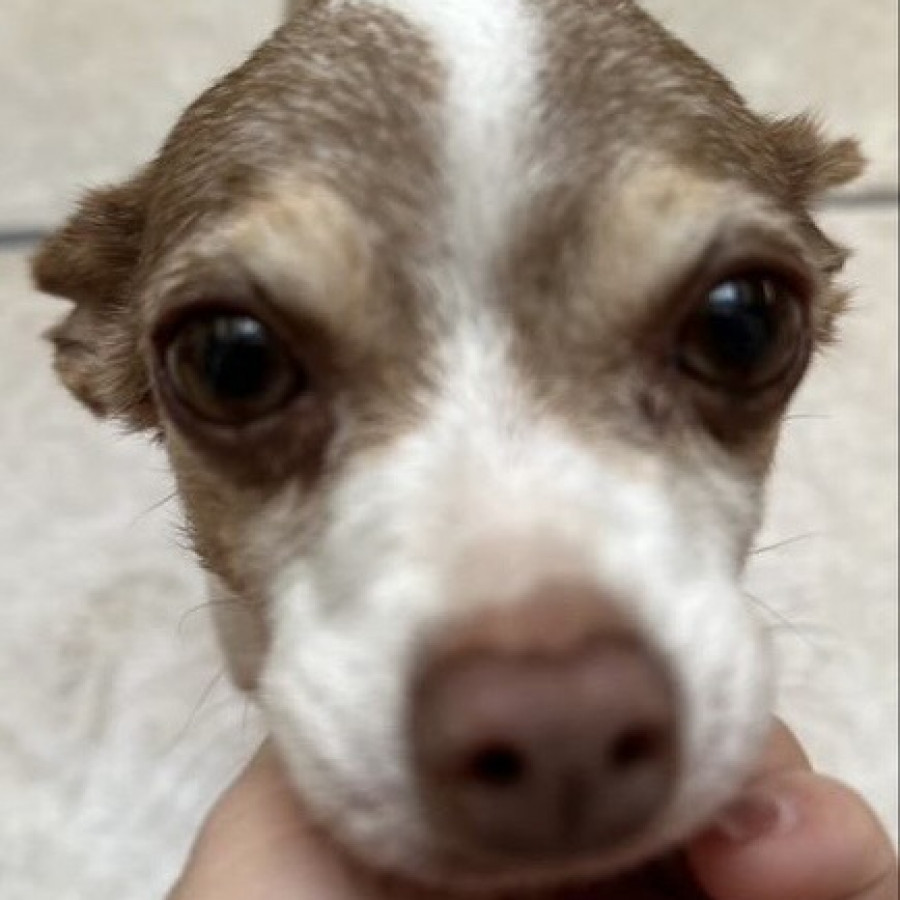  | Raza Chihuahua | Encontrado