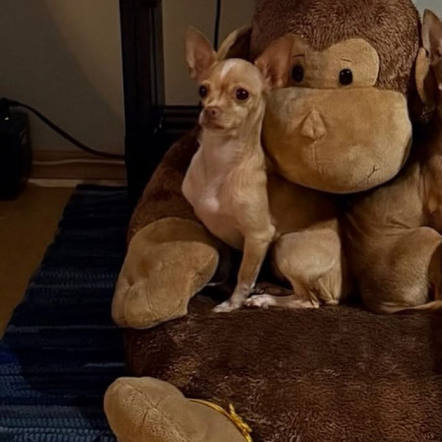 COCO | Raza Chihuahua | Perdida