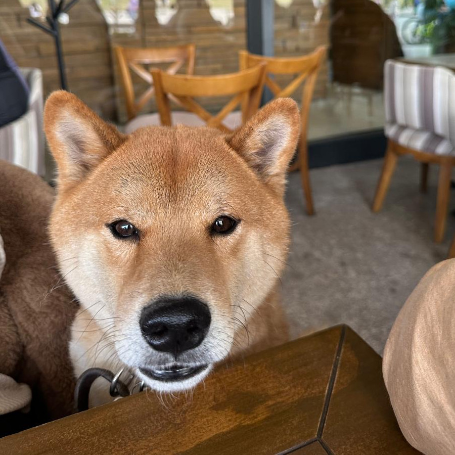 FOSTER | Raza Shiba Inú | Final Feliz