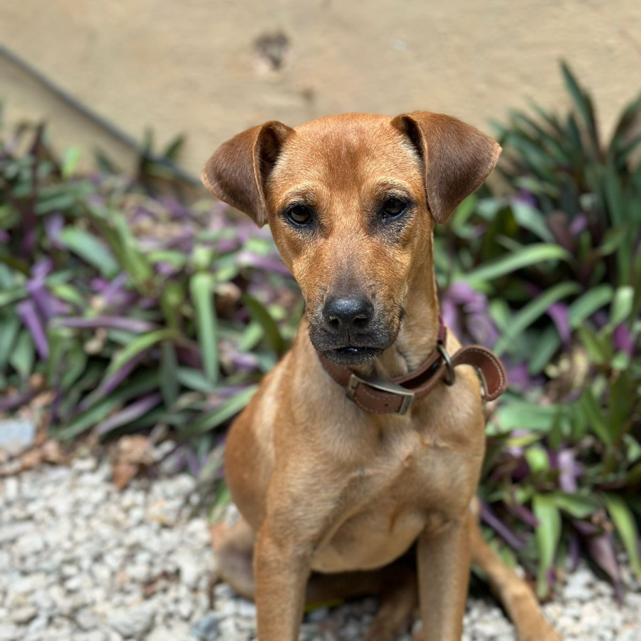 CANELA | Raza Mestiza | En Adopción