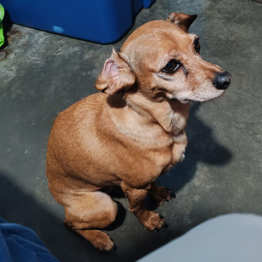 CANELA | Raza Mestiza, Cruza De Dachshund O Salchicha | Perdida