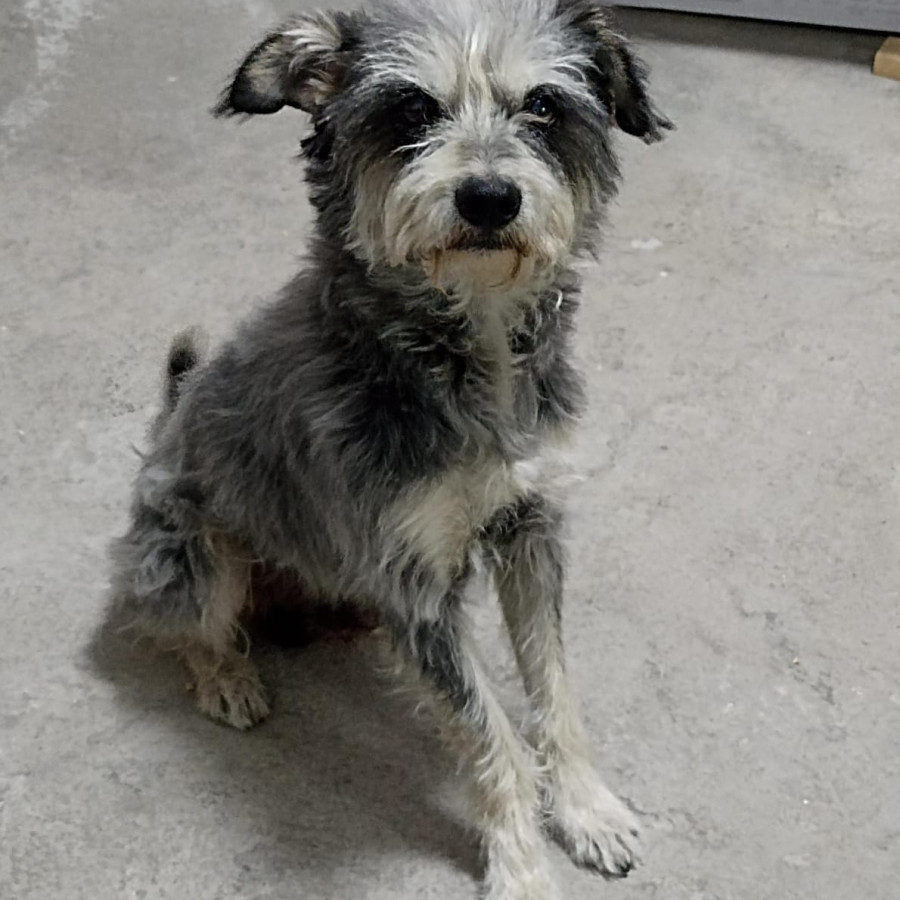 HACHI | Raza Mestizo, cruza de Schnauzer | Perdido