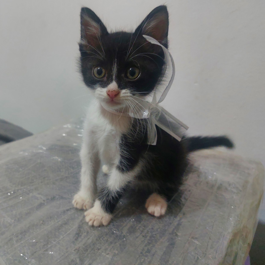 CANITO | Raza Doméstico Américano de Pelo Corto | En Adopción