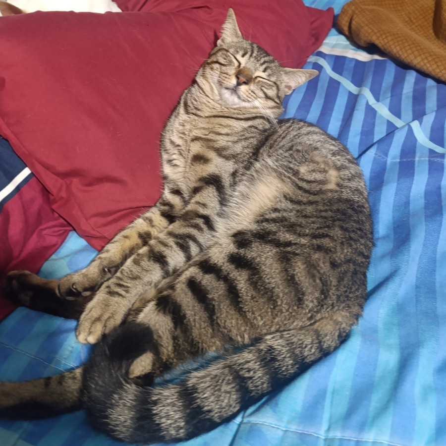 SALEM | Raza Doméstico Américano de Pelo Corto | Perdido