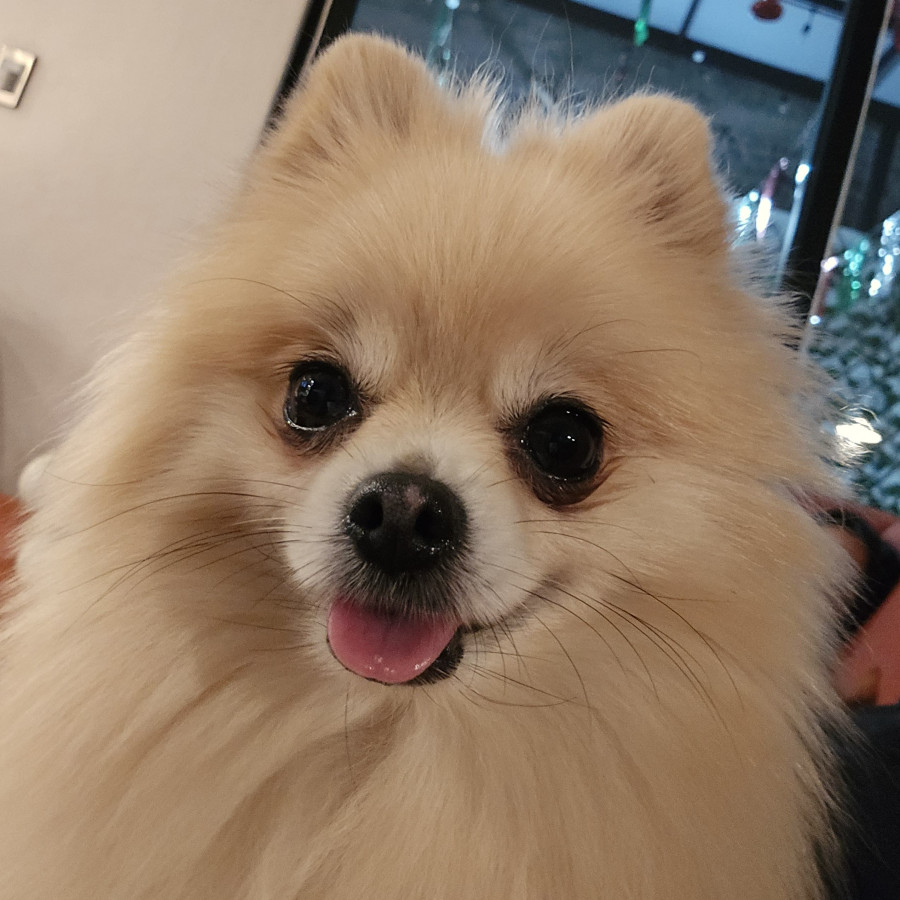 MAGA | Raza Pomerania | Perdida