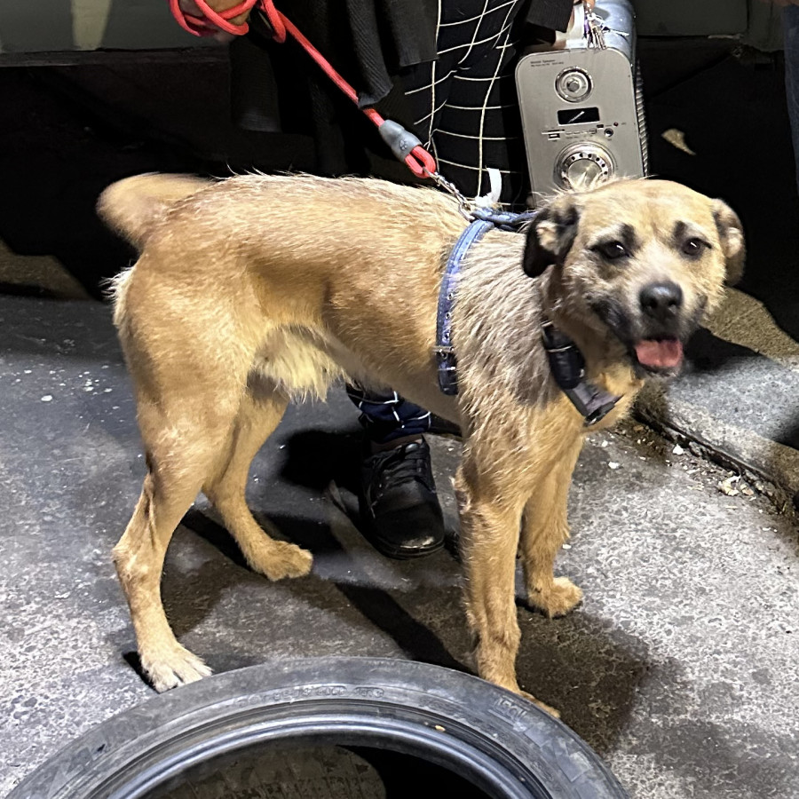 OREJAS | Raza Mestizo | En Adopción