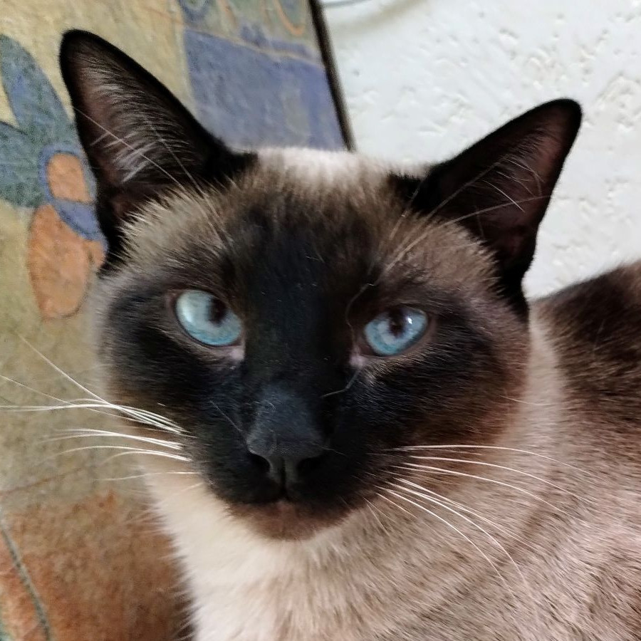 COSMO | Raza Siamés Punto Foca | Perdido