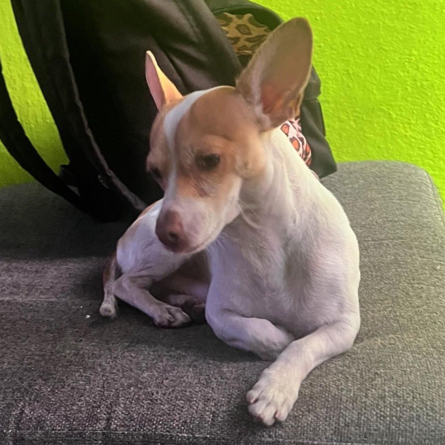 TIMY | Raza Chihuahua | Perdido