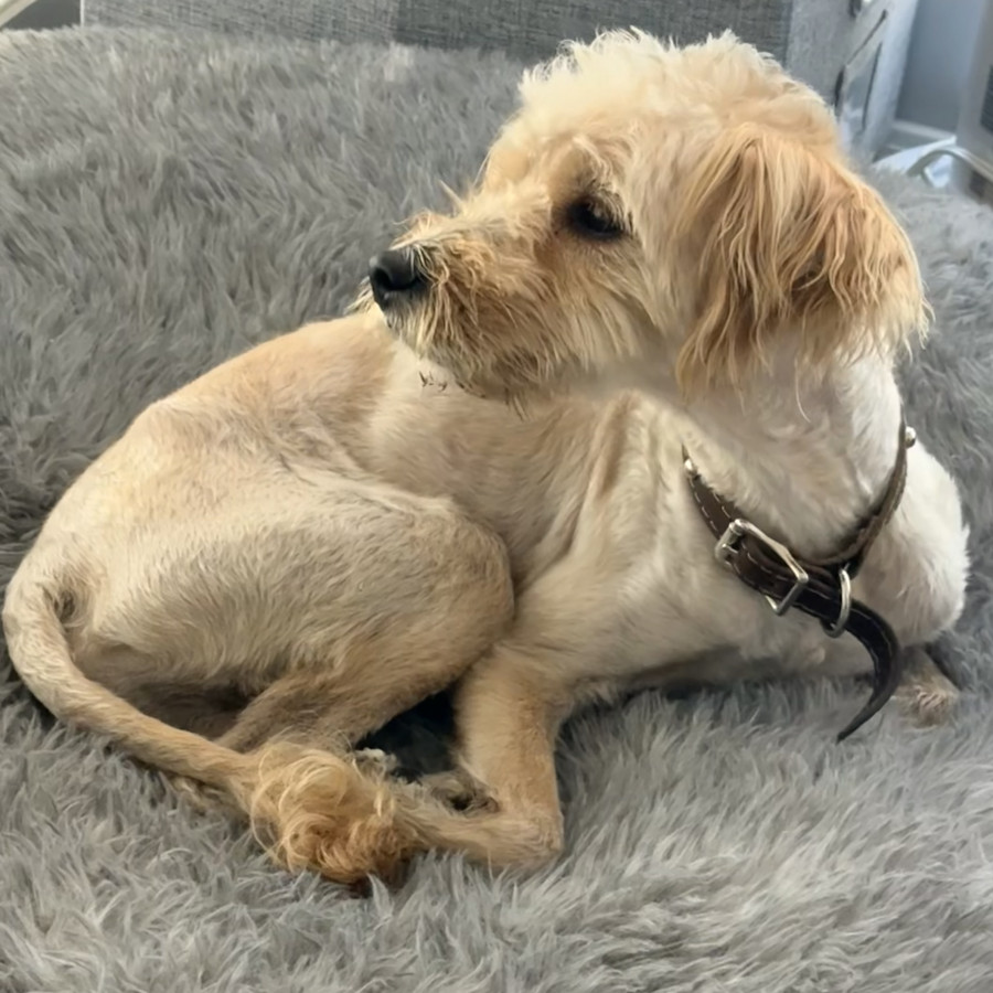  | Raza Mestizo, cruza de French Poodle | Encontrado