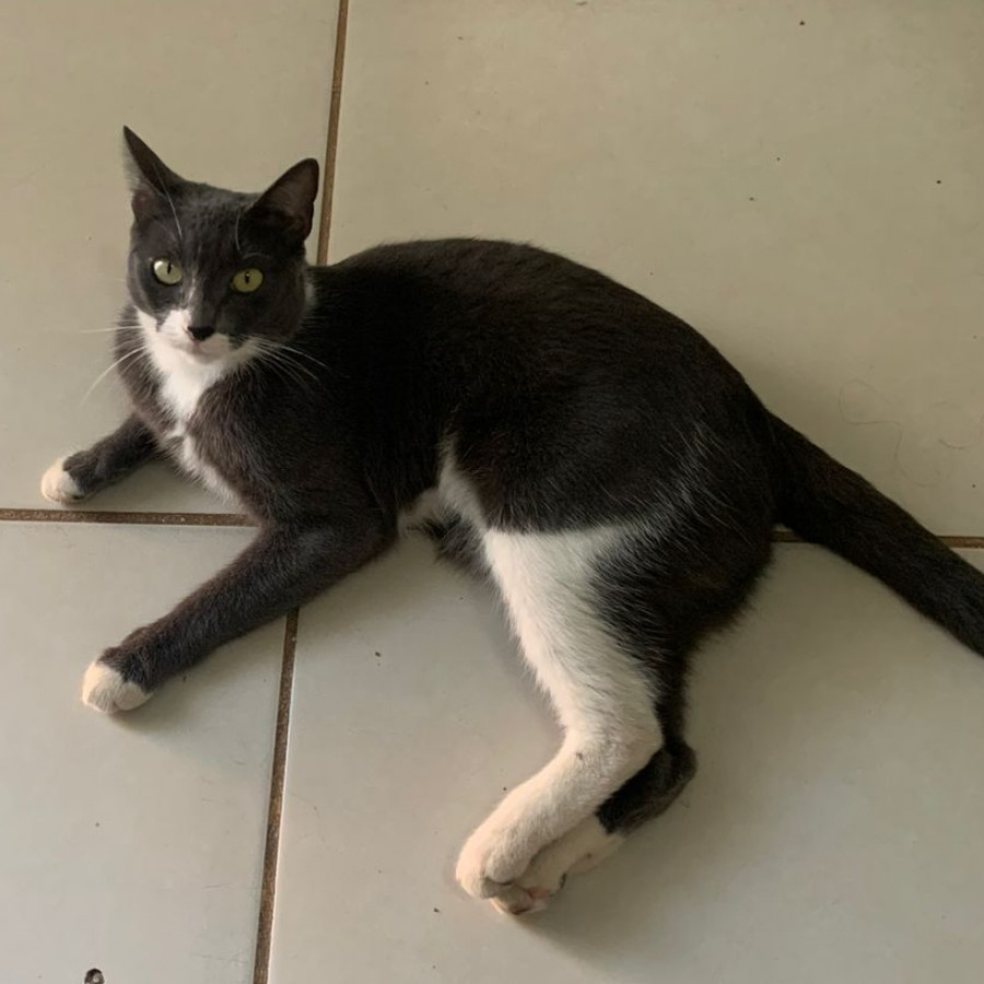 BESSIE | Raza Doméstico Américano de Pelo Corto | Perdida