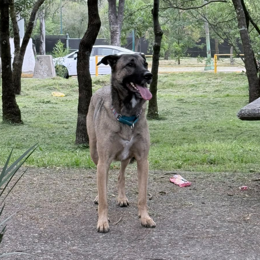  | Raza Mestizo, posible cruza de Pastor Belga Malinois | Encontrado
