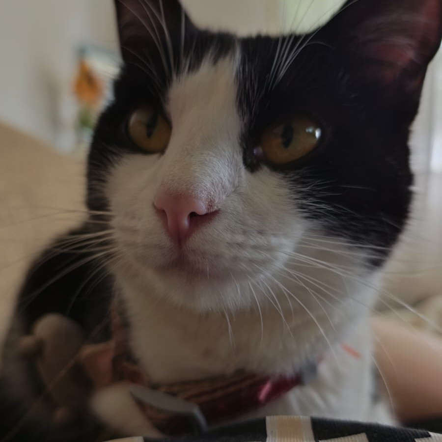 FIANNA | Raza Doméstico Américano de Pelo Corto | Perdida