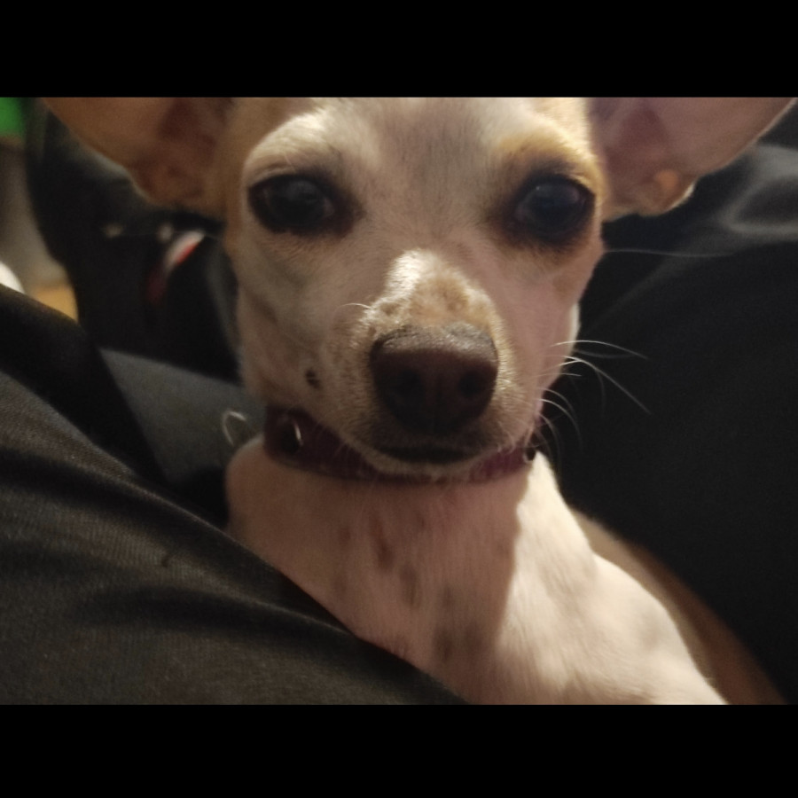 NALA | Raza Chihuahua | Perdida