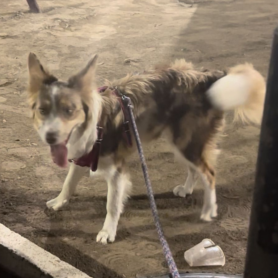 CANELITA | Raza Border Collie  | Perdida