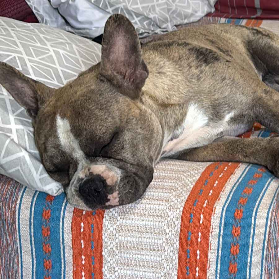 BENITO | Raza Bulldog Francés  | Perdido