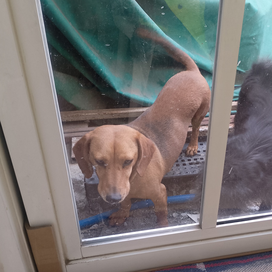  | Raza Dachshund o Salchicha  | Encontrado