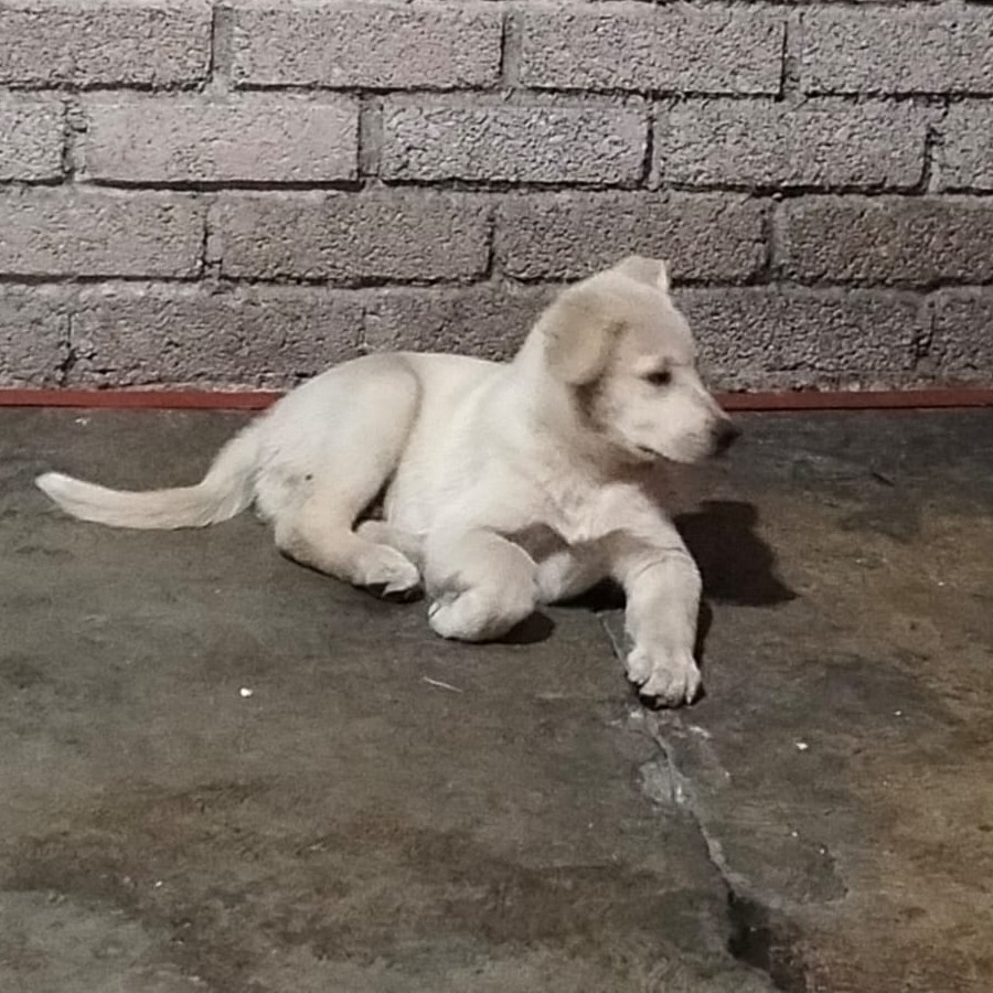 HERMOSO PELUDITO | Raza Mestizo, cruza de Labrador | En Adopción